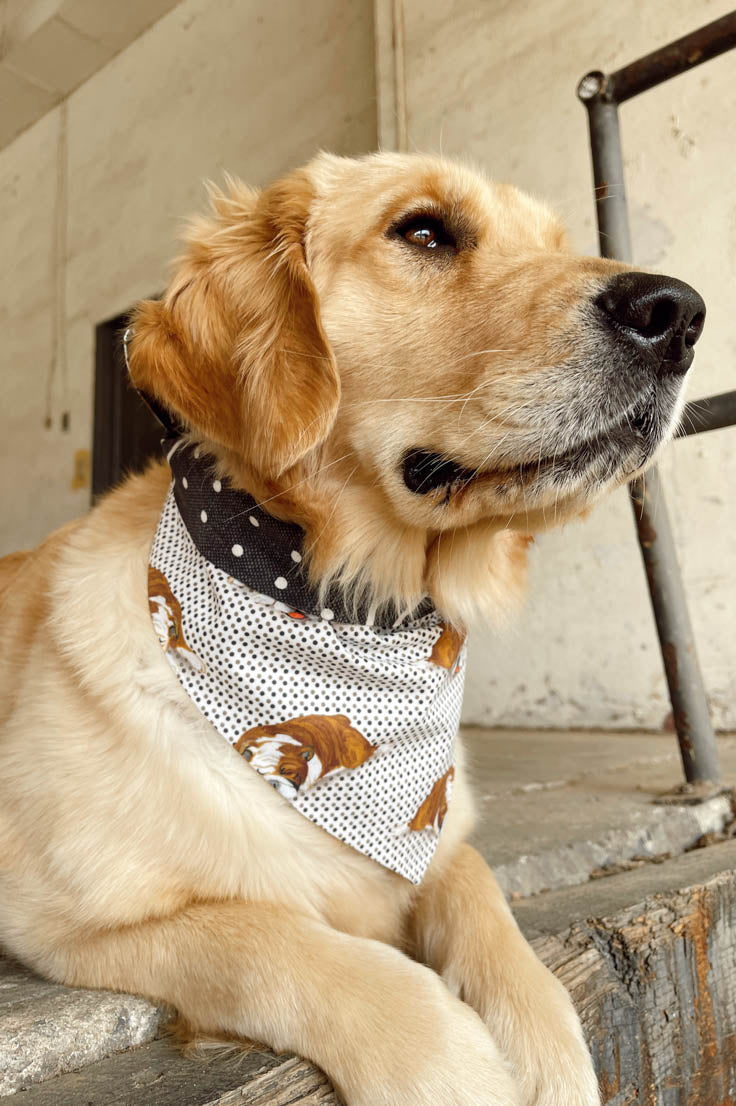 Black Dog Bandana