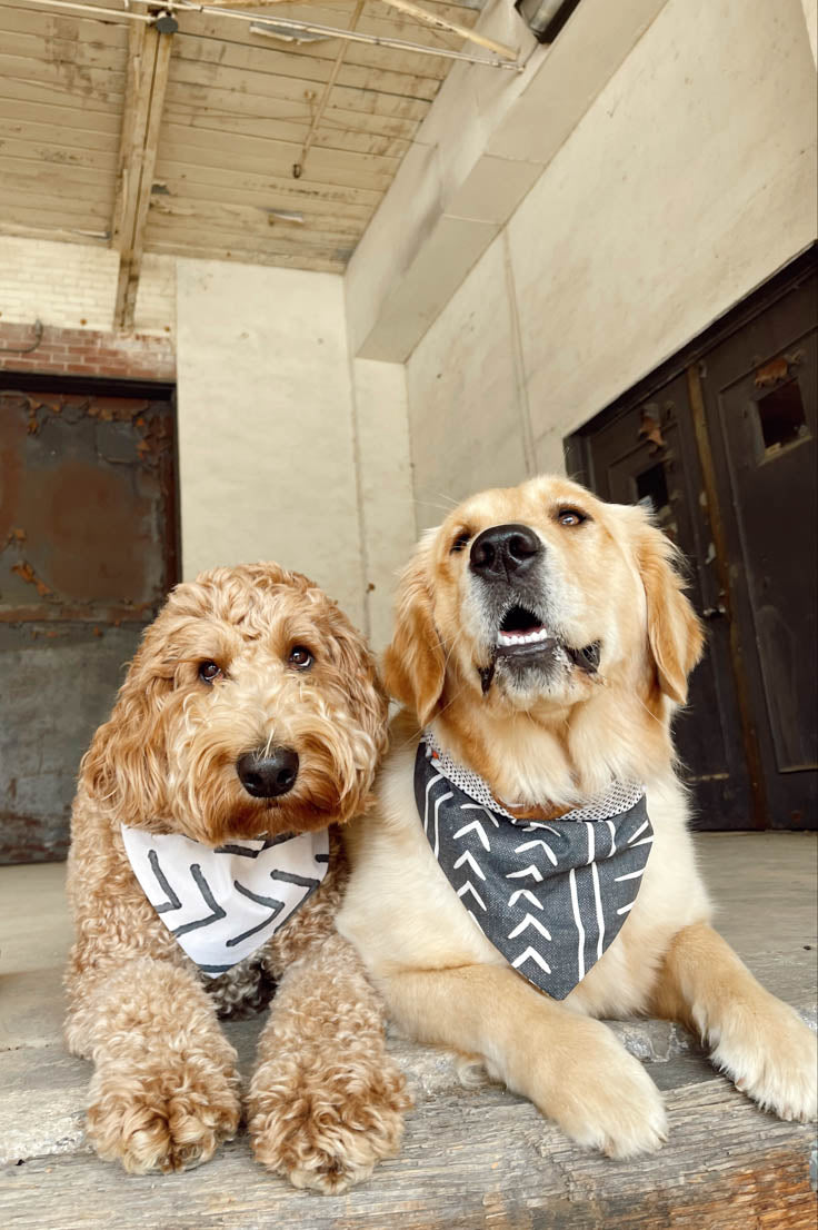 Black Dog Bandana
