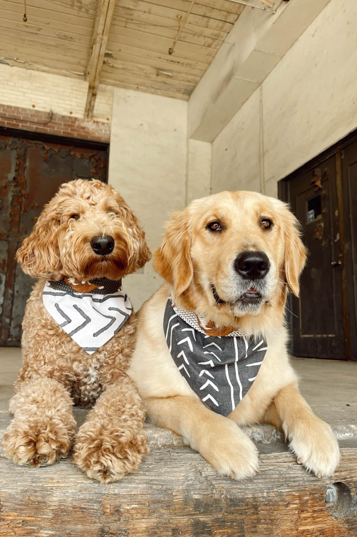 Black Dog Bandana