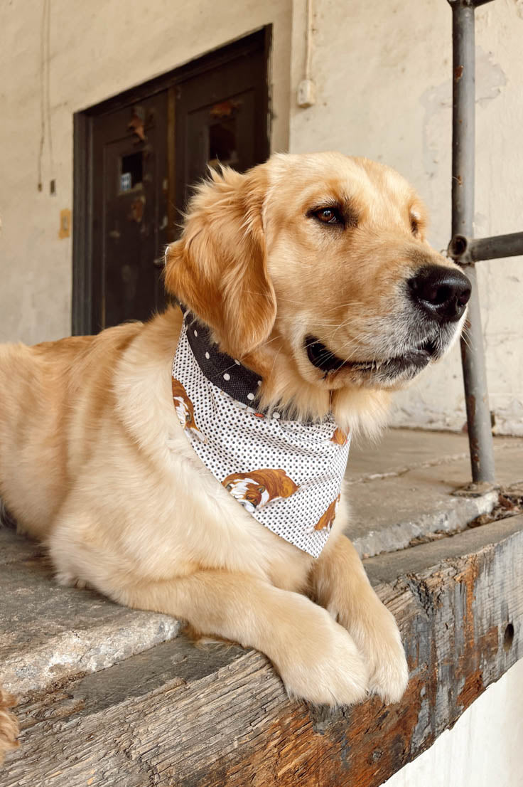 Black Dog Bandana