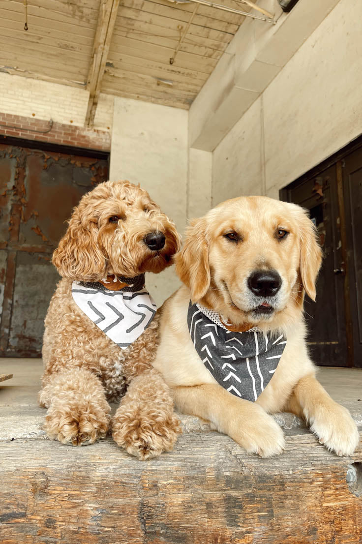 White Dog Bandana