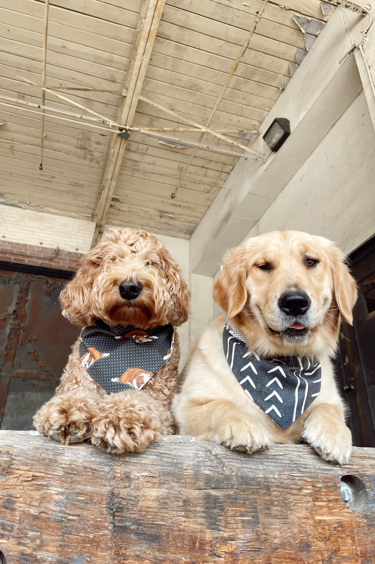 White Dog Bandana